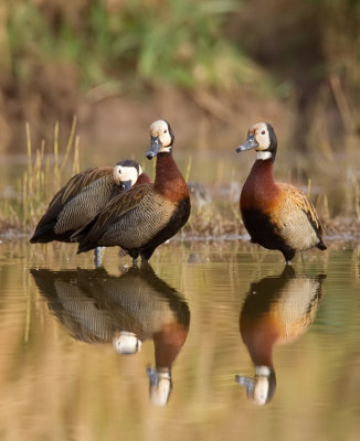 White-faced whistling duck / Witwangfluiteend