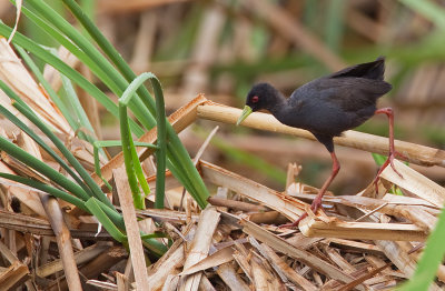 African black crake / Zwart Poseleinhoen