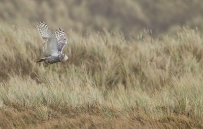 Snowy Owl / Sneeuwuil