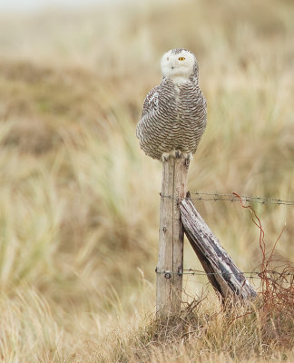 Snowy Owl / Sneeuwuil