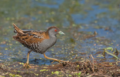 Baillon's Crake / Kleinst waterhoen