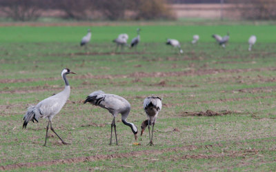 Common Crane / Kraanvogel 