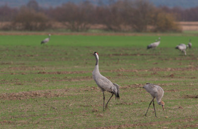 Common Crane / Kraanvogel 