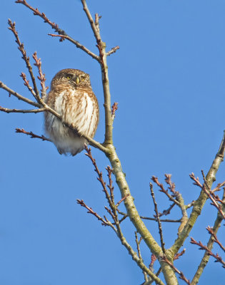 Pygmy owl / Dwerguil