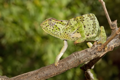 Chamaeleo gracilis / Graceful Chameleon