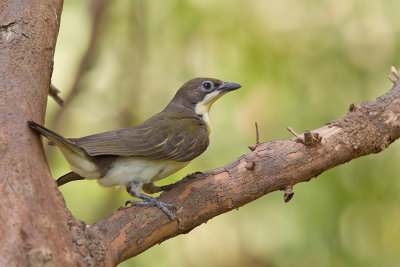 Greater honeyguide / Grote honingspeurder	