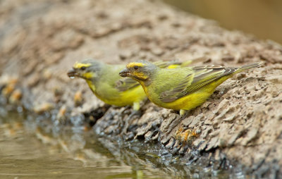 Yellow-fronted Canary / Mozambiquesijs 