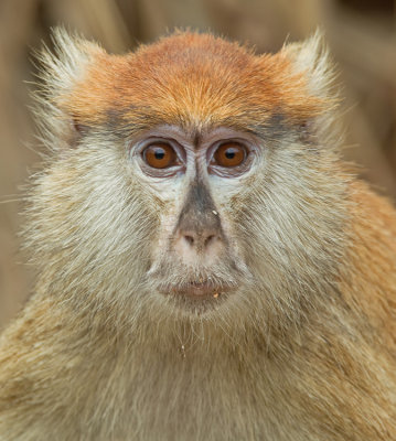 Patas monkey / Huzaaraap