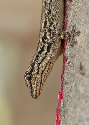 Chevron-throated dwarf gecko / Lygodactylus gutturalis