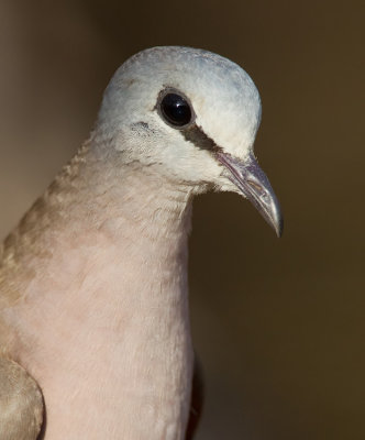 Black-billed wood dove / Zwartsnavelduif