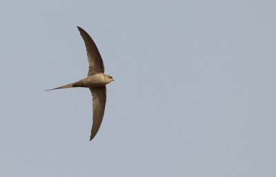 African Palm Swift / Afrikaanse palmgierzwaluw