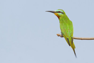 Blue-cheeked bee-eater / Groene bijeneter