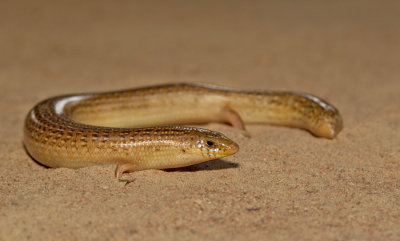 Armitage's Cylindrical Skink / Chalcides armitagei