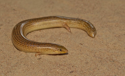 Armitages Cylindrical Skink / Chalcides armitagei