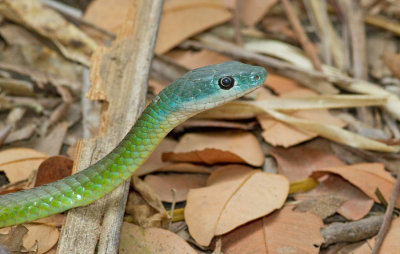 Northern Green Bush Snake / Philothamnus irregularis
