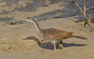 African Finfoot / Watertrapper