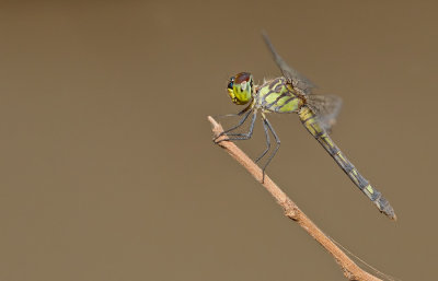 Yellowface / Chalcostephia flavifrons