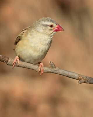 Red-billed Quelea / Roodbekwever