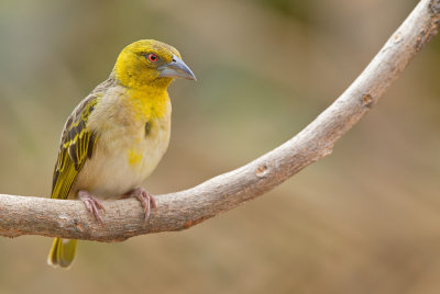 Village weaver / Grote textorwever