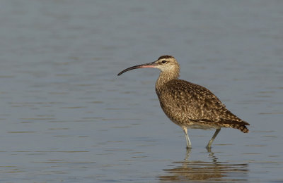 Hudsonian whimbrel / Amerikaanse regenwulp