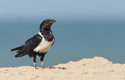 Pied crow / Schildraaf