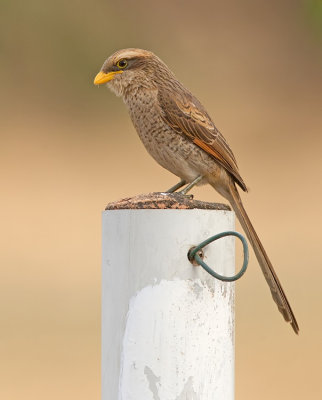 Yellow-billed shrike / Geelsnavelklauwier