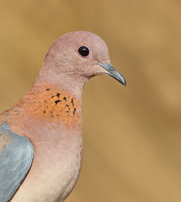 Laughing dove / Palmtortel