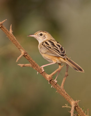 Zitting cisticola / Graszanger