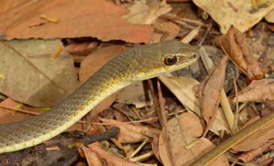 Olive Sand Snake / Psammophis mossambicus