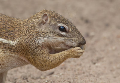 Striped Ground Squirrel / Afrikaanse grondeekhoorn