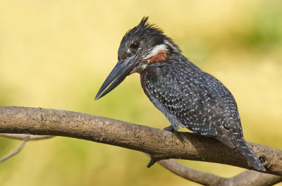 African Giant kingfisher / Afrikaanse Reuzenijsvogel