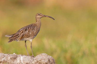 Whimbrel / Regenwulp