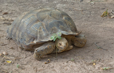 African Spurred Tortoise / Sporenschildpad
