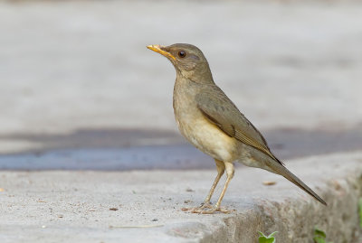 African Thrush / Pelioslijster