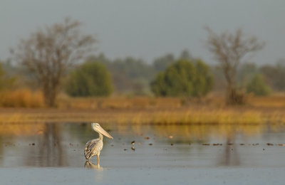 Pink-backed pelikan / Kleine pelikaan