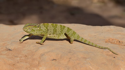 Chamaeleo gracilis / Graceful Chameleon