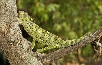 Chamaeleo gracilis / Graceful Chameleon
