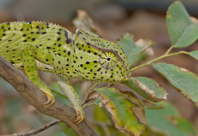 Chamaeleo gracilis / Graceful Chameleon