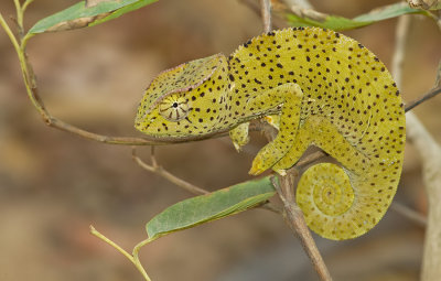 Chamaeleo gracilis / Graceful Chameleon