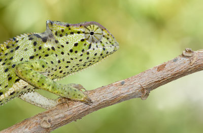 Chamaeleo gracilis / Graceful Chameleon