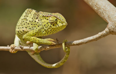 Chamaeleo gracilis / Graceful Chameleon