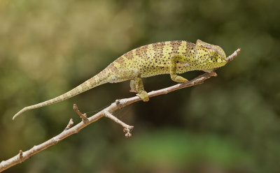 Chamaeleo gracilis / Graceful Chameleon