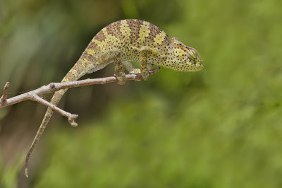 Chamaeleo gracilis / Graceful Chameleon