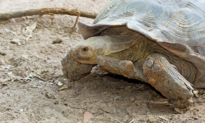 African Spurred Tortoise / Sporenschildpad 
