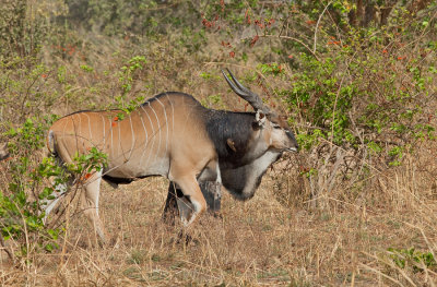 Western giant eland / Westelijke reuzenelandantilope
