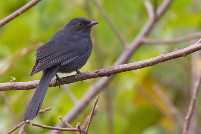 Northern Black Flycatcher / Senegalese Drongovliegenvanger