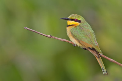 Little bee-eater / Dwergbijeneter