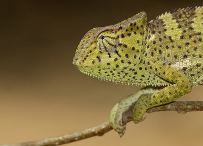 Chamaeleo gracilis / Graceful Chameleon