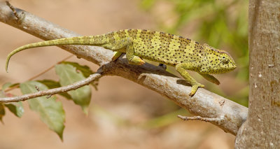Chamaeleo gracilis / Graceful Chameleon