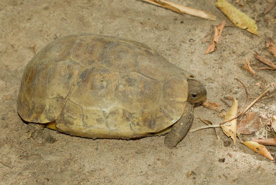 Bells Hingeback Tortoise / Gladrandklepschildpad